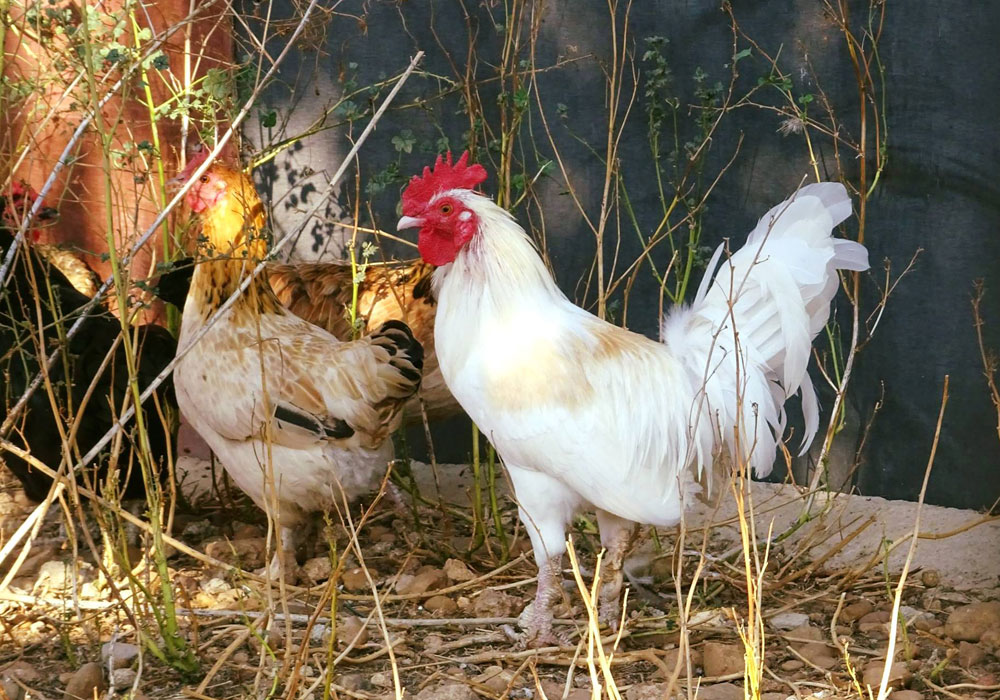 vente directe poulet fermier